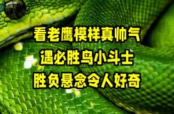 老鹰陷入低谷，狂砍50分连败，迎来胜利球队命运悬念！